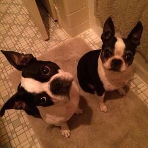 Meet your Posher, David